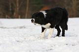 BORDER COLLIE 1159